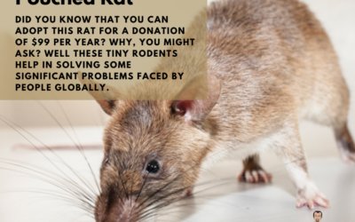 APOPO – Pouched Rat