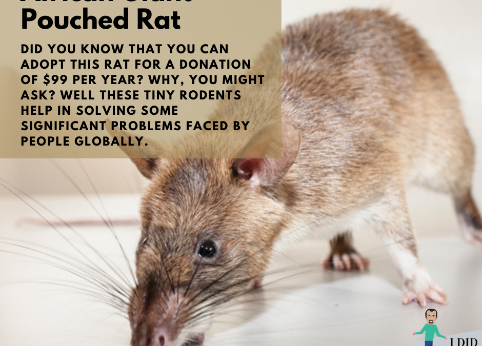 APOPO – Pouched Rat