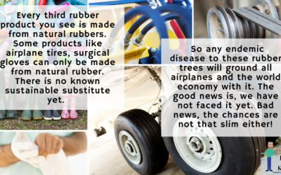 Rubber – World economy and a fungus