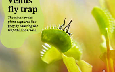 Venus Flytrap