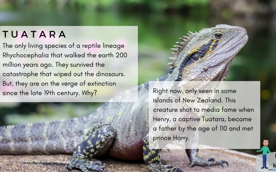 Tuatara – A 200 million-year-old reptile