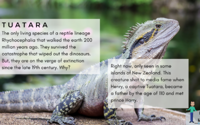 Tuatara – A 200 million-year-old reptile