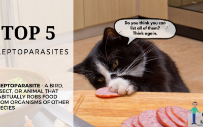 Kleptoparasites – 5 animals that surprise you